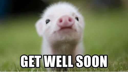 get well soon pig meme