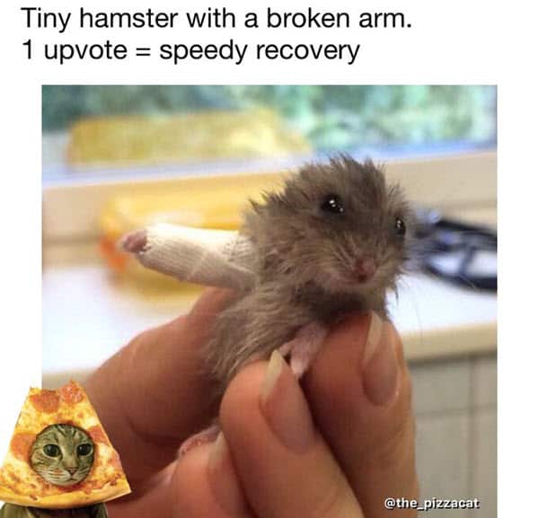 get well soon tiny hamster meme