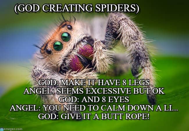 15 Adorable Spider Memes That Will Make Us Laugh The Fear 