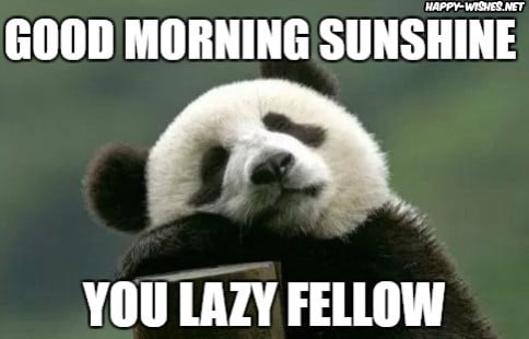 Good Morning Sunshine You Lazy Fellow Goodmorning Meme