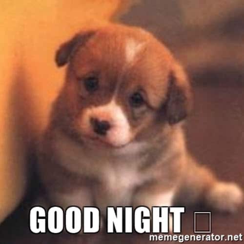 goodnight dog meme