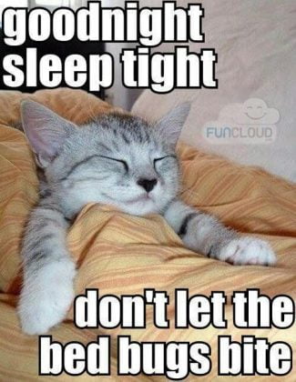 50 Cutest Goodnight Memes - SayingImages