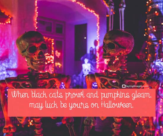 halloween black cats message