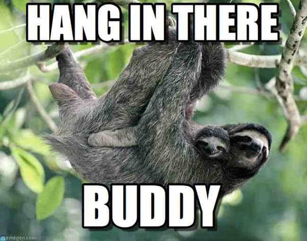 hang in there meme buddy