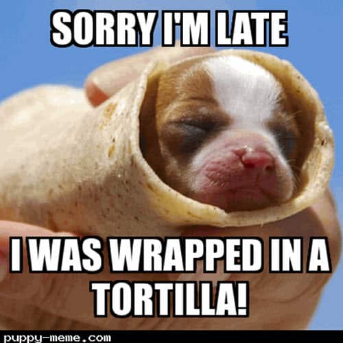 happy belated birthday wrapped in a tortilla meme