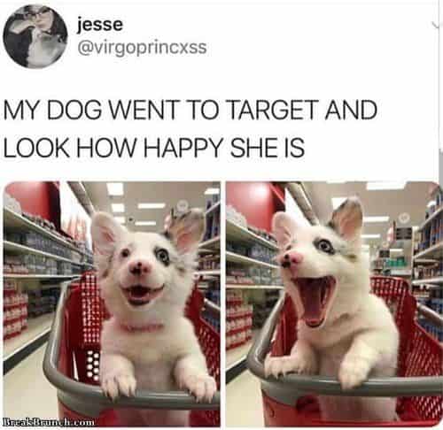 happy dog memes