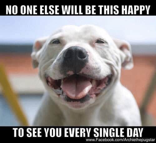 happy pitbull memes