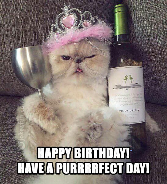 happy birthday cat memes funny