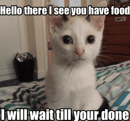 Cute Cat Memes That Will Put You In A Good Mood Sayingimages Com