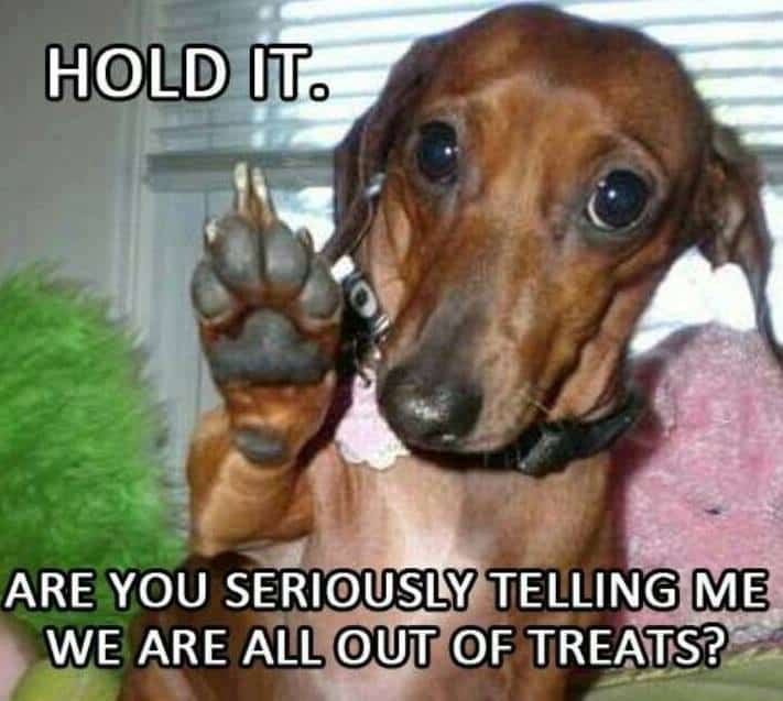 dachshunds funny