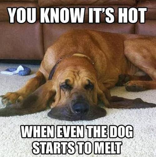 hot weather dog starts melting meme