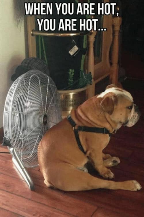 42 Hot Weather Memes That Ll Help You Cool Down