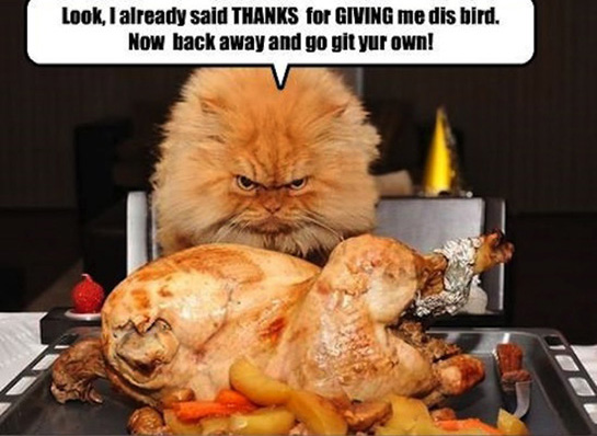 20 Happy Thanksgiving Memes To Help You Celebrate | SayingImages.com