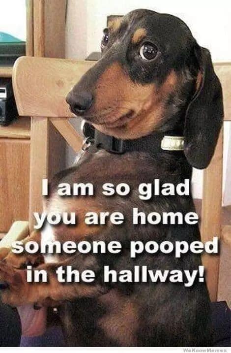 24 Dachshund Memes That Will Totally Make Your Day - SayingImages.com