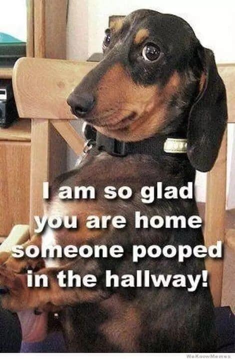 10 Hilarious And True Dachshund Memes That Will Totally Make Your Day ...