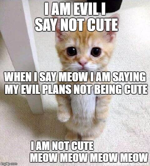 Cute Cat Memes That Will Put You In A Good Mood Sayingimages Com
