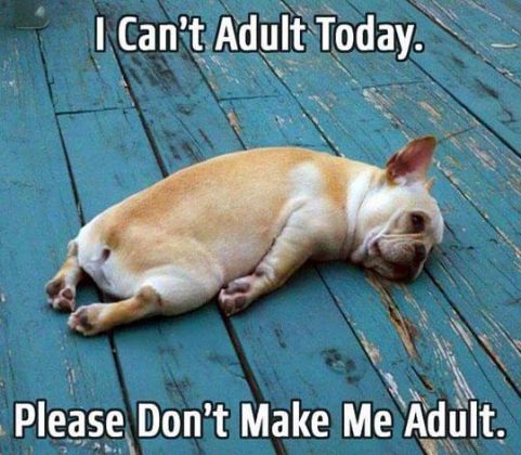 25 Funny Adulting Memes For Panicking Grown Ups - SayingImages.com