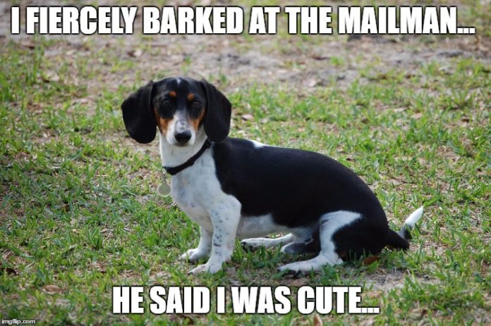 24 Dachshund Memes That Will Totally Make Your Day - SayingImages.com