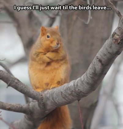 20 Squirrel Memes That Will Melt Your Heart - SayingImages.com