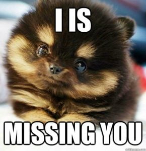 60 Cutest I Miss You Memes Of All Time - SayingImages.com