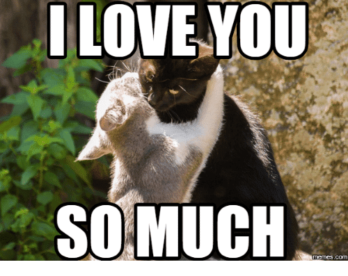 20 Very Sweet And Funny I Love You This Much Memes - SayingImages.com