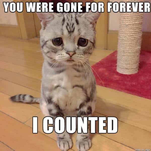 60 Cutest I Miss You Memes Of All Time - SayingImages.com