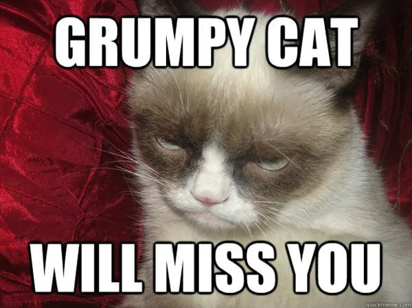 i miss you grumpy cat memes