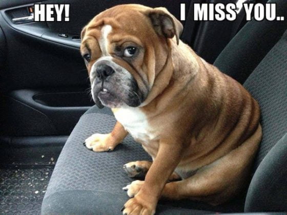 60 Cutest I Miss You Memes Of All Time - SayingImages.com