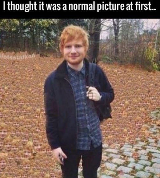 20 Ed Sheeran Memes With Cat | SayingImages.com