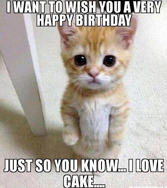 35 Cat Birthday Memes That Are Way Too Adorable - SayingImages.com