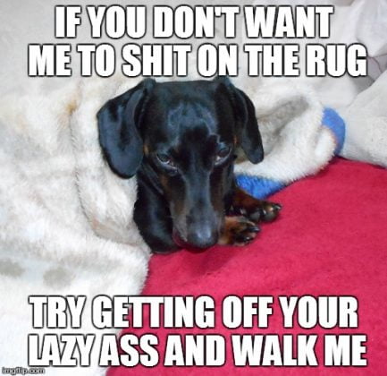 24 Dachshund Memes That Will Totally Make Your Day - SayingImages.com