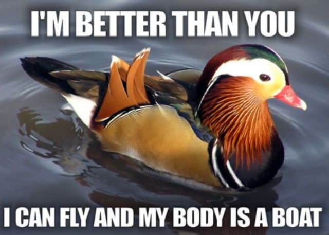 20 Totally Adorable Duck Memes You Won't Be Able To Resist