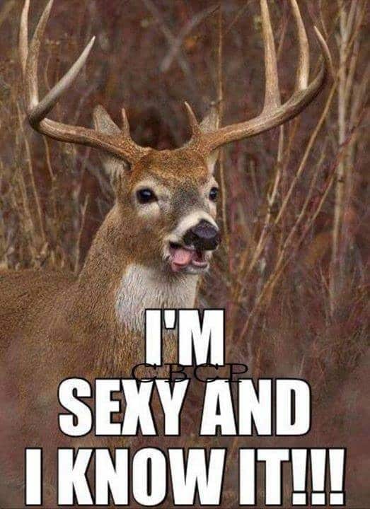7 Of The Greatest Hunting Memes Of All Time Pics