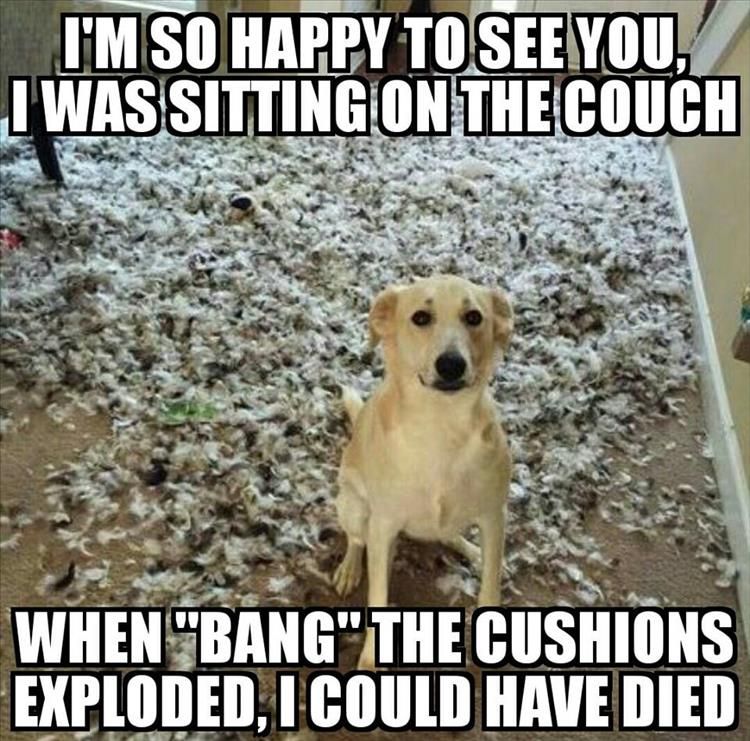 10 Cute Animal Memes That Will Make You Forget Those Boring Lovely