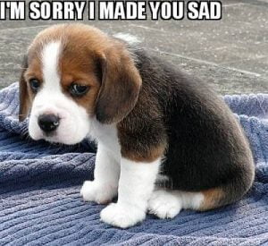 40 Adorable I'm Sorry Memes People Won't Be Able To Resist 