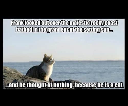 inspirational he is a cat memes