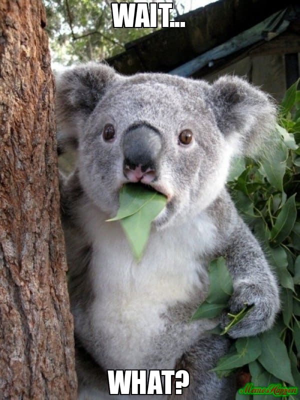 koala-eating-wait-what-meme.jpg
