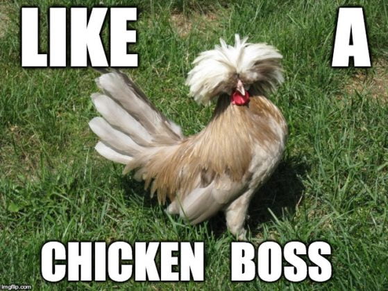 20 Chicken Memes That Are Surprisingly Funny