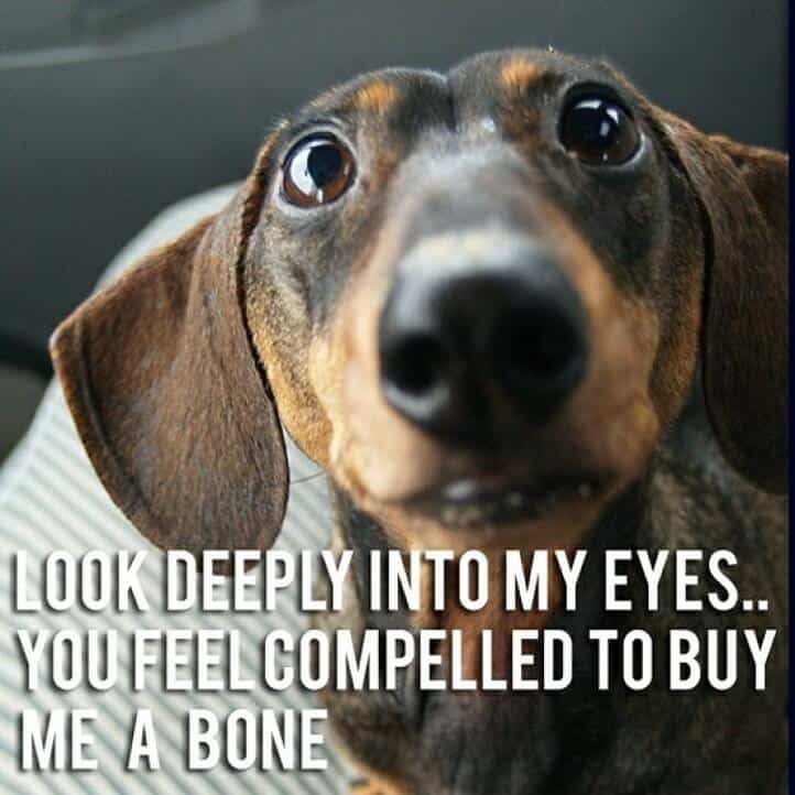24 Dachshund Memes That Will Totally Make Your Day - SayingImages.com