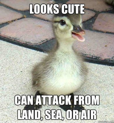 20 Totally Adorable Duck Memes You Won't Be Able To Resist