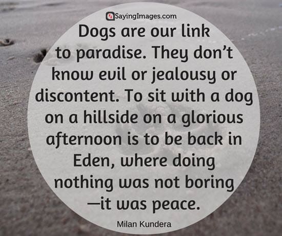 love dog quotes
