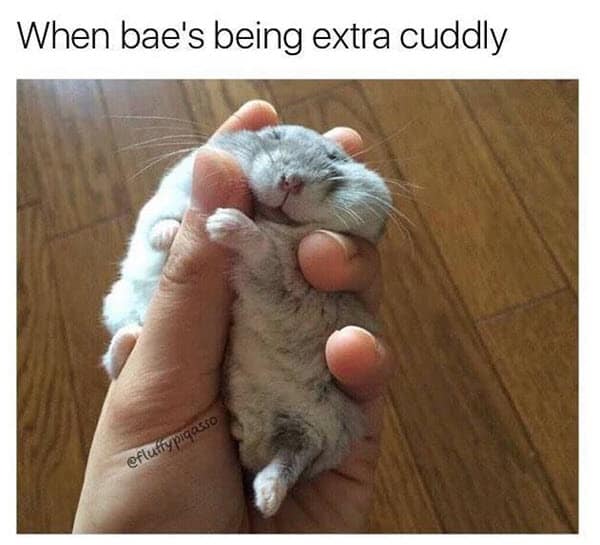 love extra cuddly memes