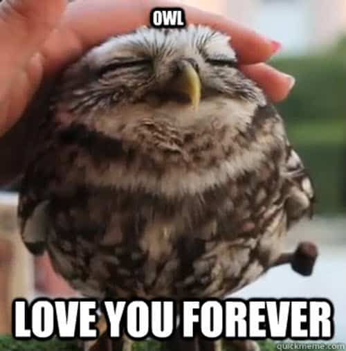 love owl memes