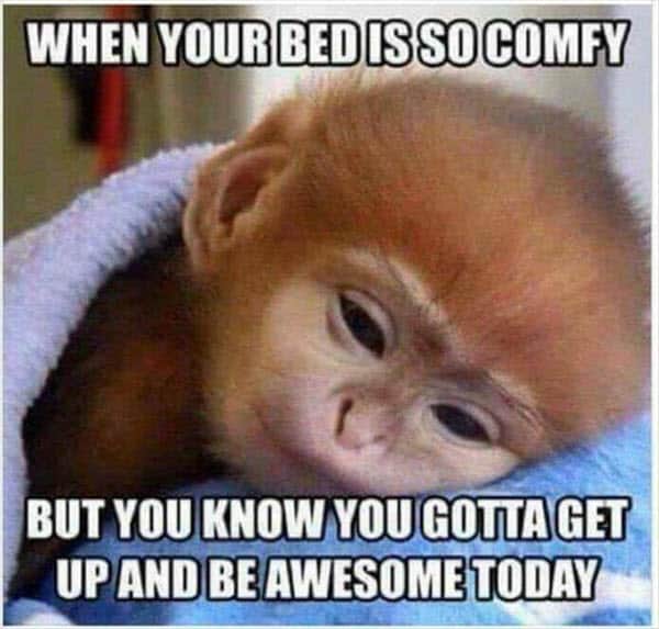 morning bed comfy meme