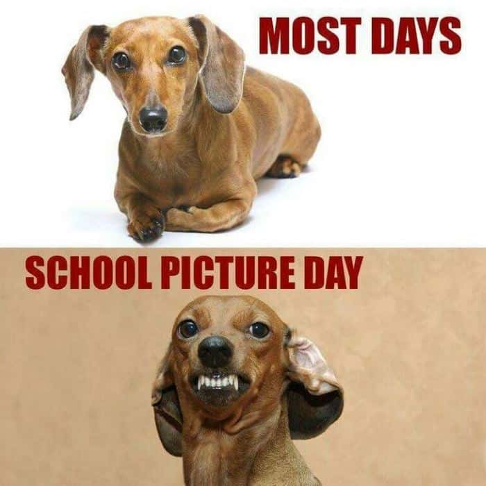 24 Dachshund Memes That Will Totally Make Your Day