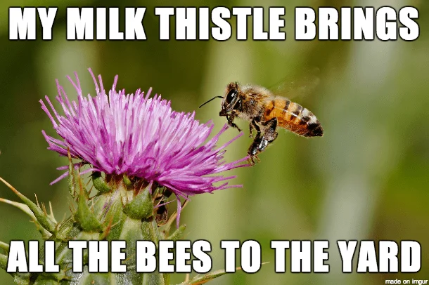 20 Entertaining Bee Memes You Just Can't Ignore - SayingImages.com