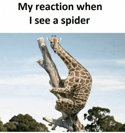 15 Adorable Spider Memes That Will Make Us Laugh The Fear Away -  