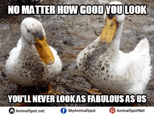 20 Totally Adorable Duck Memes You Won't Be Able To Resist