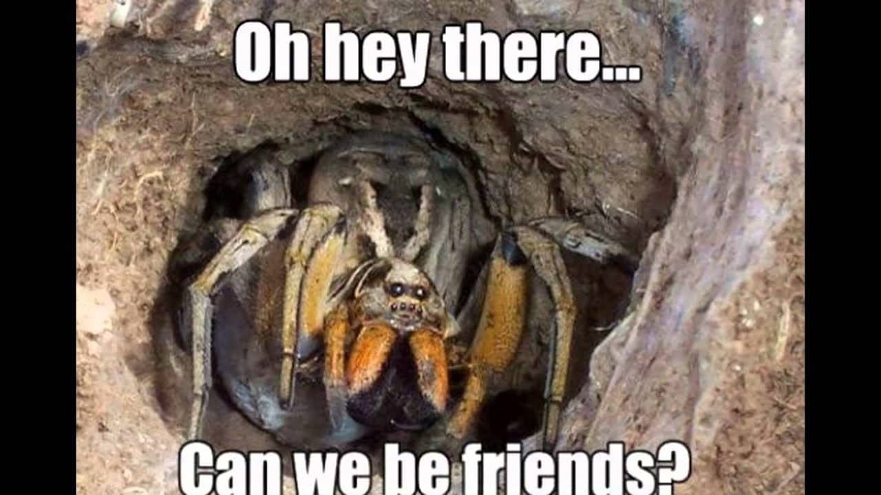 15 Adorable Spider Memes That Will Make Us Laugh The Fear Away