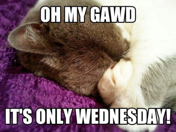 30 Really Funny Wednesday Memes to Get You Through The Week ...